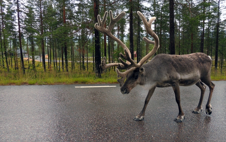Male reindeer walking on a paved road