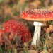 fungi in boreal forest_Stefano_Manzoni
