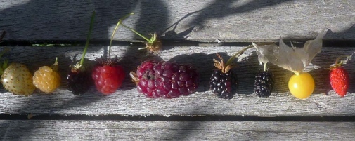 Vita smultron, guldhallon, blåhallon, trädgårdshallon, tayberry, björnbär, mullbär, physalis, smultron. Foto Christina Schaffer.