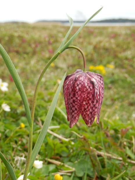 Kungsängslilja
