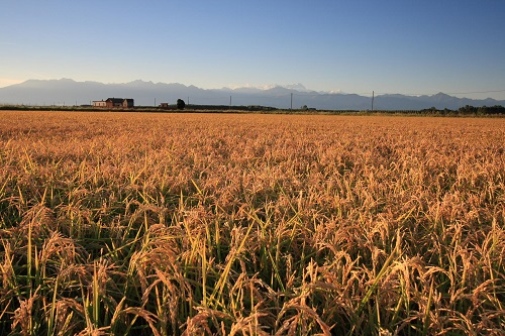 Rice paddies in Piemonte (Italy), photo by S. Manzoni_500