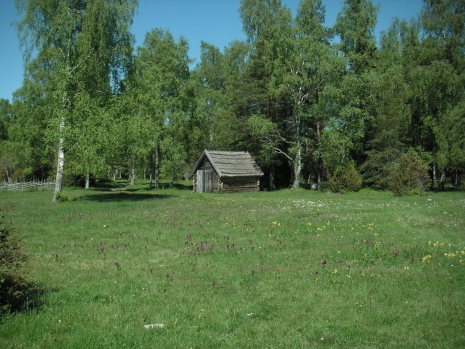 Det gamla jordbrukslandskapet Ängskär, skyddad naturbetesmark i norra Uppland. Foto: Jan Bengtsson,