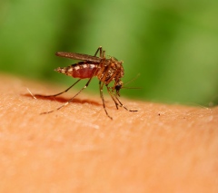 Bett av smittade myggor är en vanlig spridningsväg för harpest till människor. Foto: Mostphotos.