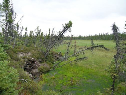 Markkollaps till följd av tinande permafrost, Misaw Lake i centrala Kanada (Foto: Britta Sannel)