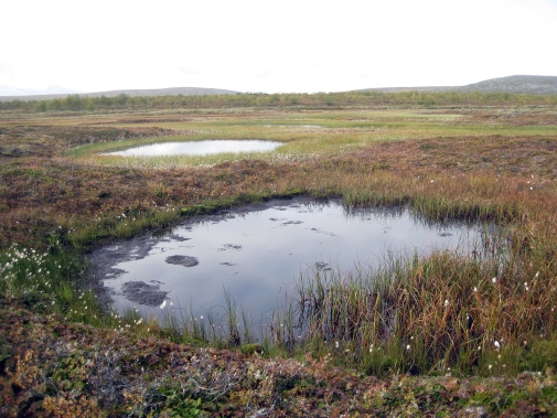 Nya små sjöar bildas när permafrosten tinar och marken kollapsar, Tavvavuoma i norra Sverige. Foto:
