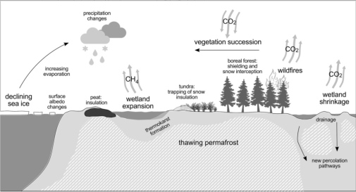 Warming and hydrological changes act as drivers of further changes in Arctic wetland systems and the